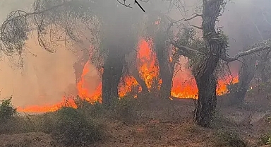 Yangınların görünmeyen yüzü ormanla birlikte sağlık da tükeniyor 