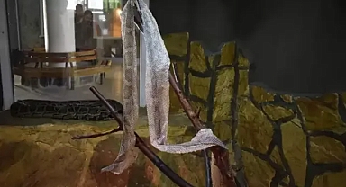 Yılan derisine şaşırtan ilgi cilt sağlığına faydası olduğu iddia ediliyor