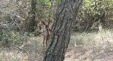 Ormanların yanması nedeniyle korunmasız yaban hayvanlarına av yasağı talebi