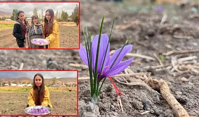 Hakkari'de ilk kez ekilen safranın hasadı yapılacak