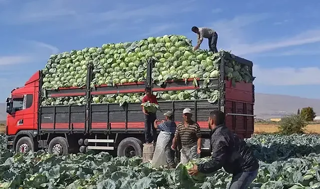 Beyaz lahananın merkezi Niğde: üretimde yüzde 20 pay