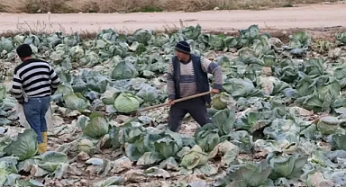 Beyaz lahananın merkezi Niğde: üretimde yüzde 20 pay