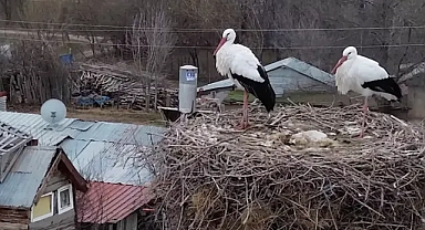 Erzincan'da Kilim köyüne yuva yapan leylekelr 10 yıldır köyden ayrılmıyor