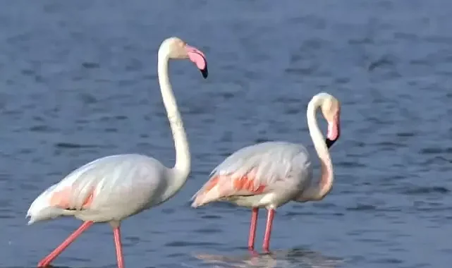 Göksu Deltası'nda göçmen kuş yoğunluğu zirvede