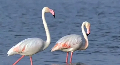 Göksu Deltası'nda göçmen kuş yoğunluğu zirvede