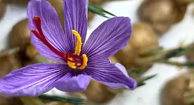 Müşavirlik mesleğini bırakıp, hayalini kurduğu çiftçiliğe geçti 