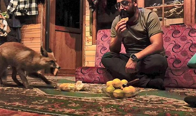 ‘Tilko’ ismini verdiği tilkiyi elleriyle besliyor