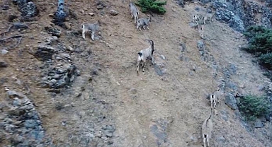 Tunceli'de yaban keçisi avlayanlara dron destekli operasyon