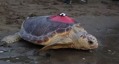 Caretta caretta 'Tuba', yuva yapmak için yıllar sonra Dalyan'a döndü 