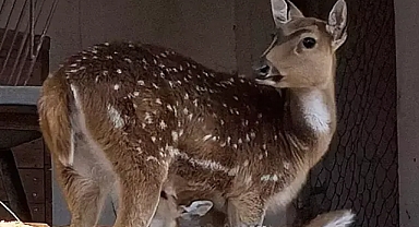 Doğal Yaşam Parkı'nın ilk yavrusu
