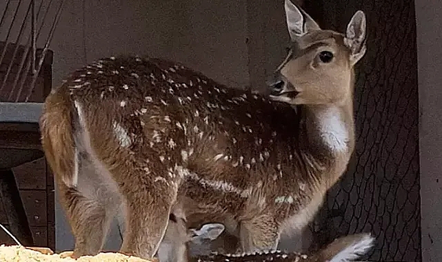Doğal Yaşam Parkı'nın ilk yavrusu
