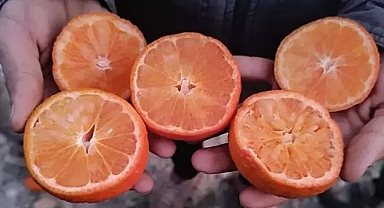  Don Felaketi Adanayı vurdu Narenciyede Büyük Kayıp