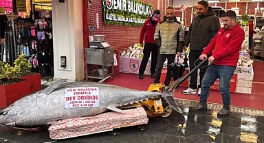 Düzce'de 2 metre, 346 kiloluk dev orkinos balığı satışa hazırlandı