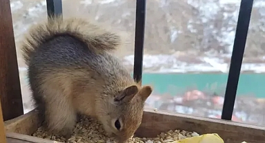 Hergün penceresine gelen sincap ile dostluk kurdu