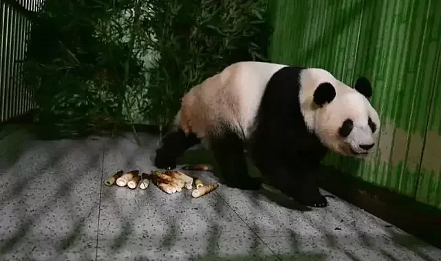 Japonya'nın gözdesi olan iki dev panda Çin'e gönderildi