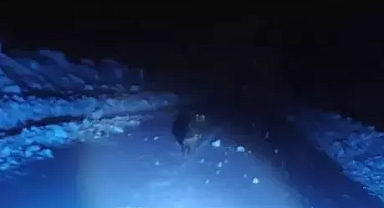 Kurt saldırısından son anda kurtuldular