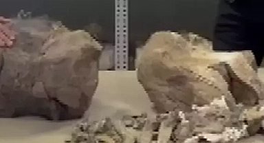 Tuzluca'da bulunmuştu: 30 milyon yıllık devasa gergedan fosili koruma altında