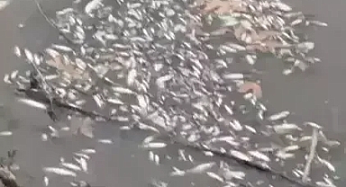  Yeşilırmak Nehri'nde çok sayıda balığın öldüğü görüldü.