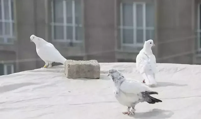 20 yıldır 3 ayrı ırktan 50 güvercin besleyip egitiyor