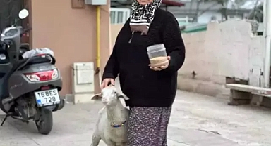 3 aylık kuzu sahibinin peşinde ayrılmıyor