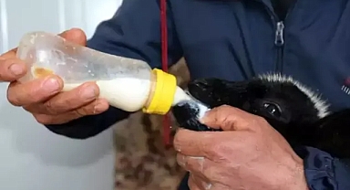 Annesi ölen yavru kuzuya babalık yapıyor