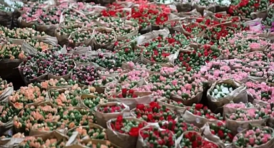 Antalya'dan sevgililer gününe özel 75 milyon adet çiçek Avrupa'ya ihraç edilecek