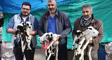  Bir Koyun 9 yavru dünyaya getirdi