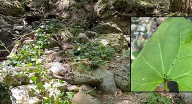Doğanın Gizli Saklı Türü Gün Yüzüne Çıktı