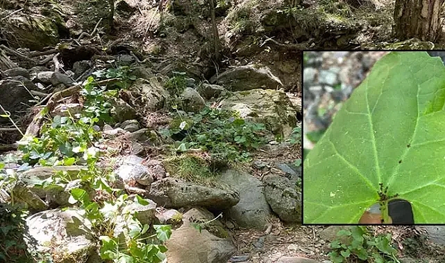 Doğanın Gizli Saklı Türü Gün Yüzüne Çıktı