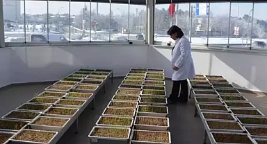 Erzurum'da bitki yetiştiriciliğinde bir ilk: eksi 21 dereceye dayanıklı tohumlar yetiştiriliyor