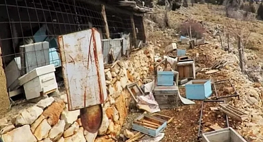 Hanaylardan girip üretilen balları telef eden ayı üreticilerin kabusu oldu