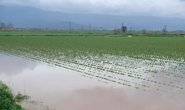 İzmir'de nehirlerin taşması ile ahır ve tarım alanları su içinde kaldı