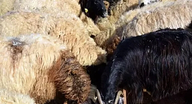 Köyüne dönen çobandan dev adım