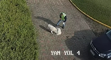 Sakarya Valiliği köpek ölümüne ilişkin inceleme başlattı