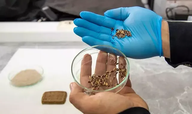 Selçuk Üniversitesi'nde mor ve mavi buğdaylardan bisküvi üretildi.