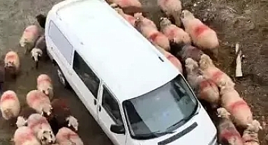  Sürünün dakikalarca aracın çevresinde döndüğü anlar, cep telefonuyla görüntülendi.