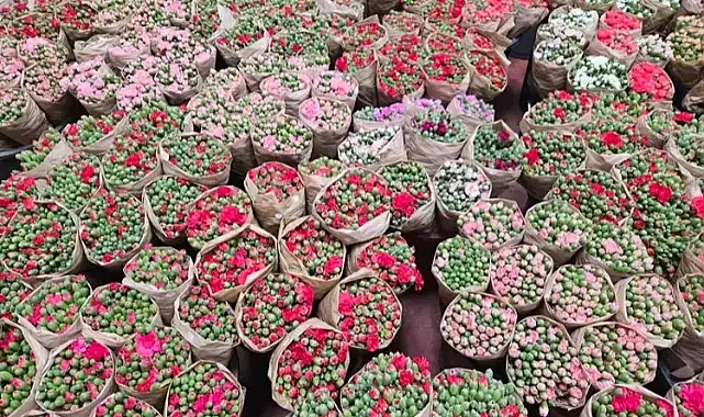 Türkiye; çiçek ihracatında milyonluk rekor kırdı