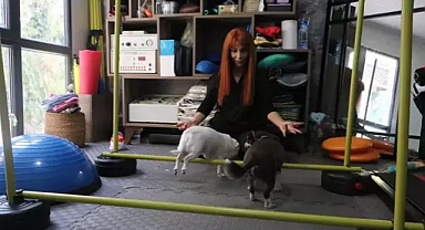  Veterinere götürülen köpekler, zayıflıyor.