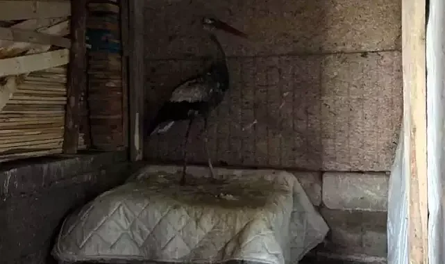 2,5 buçuk ay babalık yaptı!