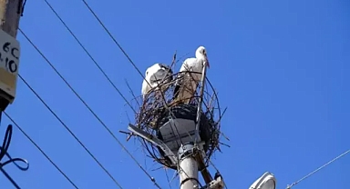 40 yıllık yuvası yıkılan leylekler yenilenmiş yuvalarına yerleşti.