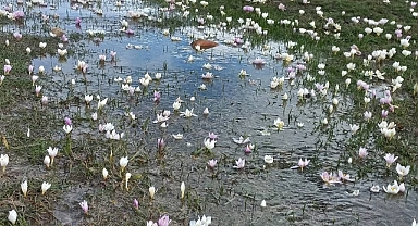 Akkışla’da kar çiçekleri doğayı süsledi