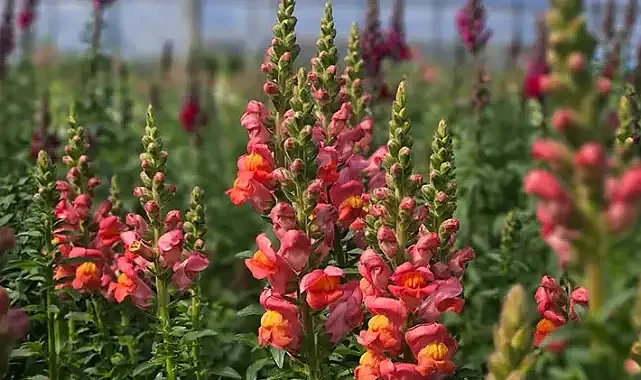 Antalya'dan Avrupa'ya yeni çiçek: Aslanağzı