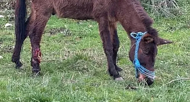 Bacağı sakatlanan katır, ampütasyon tedavisi ile hayata tutundu