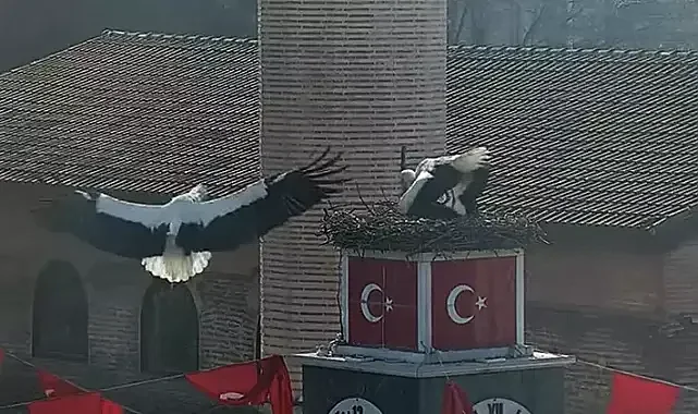 Can ve Canan leylek, 2'nci yıllarında da İznik'teki yuvalarında buluştu