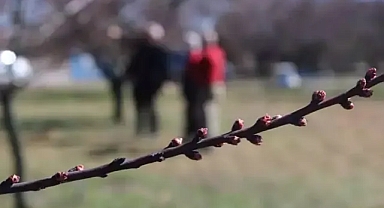 Dondan etkilenen kayısıda bu yıl beklenti yüksek 