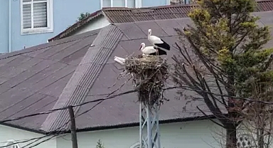 İlkbaharın habercisi leylekler, istanbul'a ulaştı