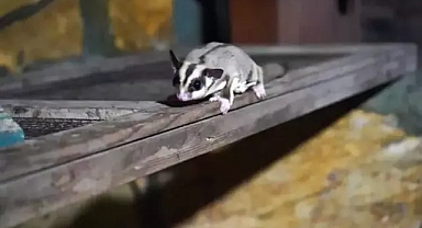 Kaçak yollarla bakılan 33 'uçan sincap' rehabilitasyon süreci başlatıldı 