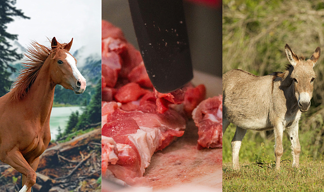 Tarım Bakanlığı listeyi açıkladı! Kayseri'de mide bulandıran olay