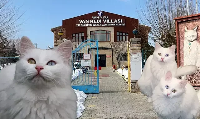 Van Kedi Villası'nın, yeni üyeleri için hazırlıklar başladı