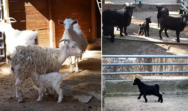 Yeni doğan yavrular, ziyaretçiler ile buluşacak!